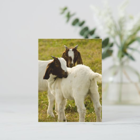 Twee geiten briefkaart (Staand voorkant)