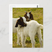 Twee geiten briefkaart (Voorkant / Achterkant)