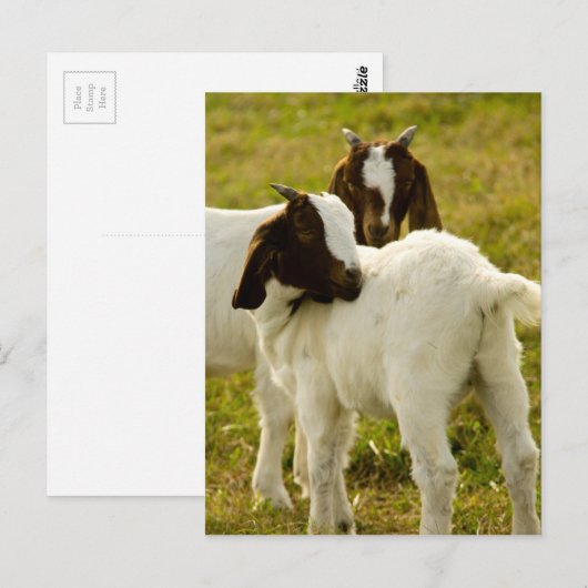 Twee geiten briefkaart (Voorkant / Achterkant)