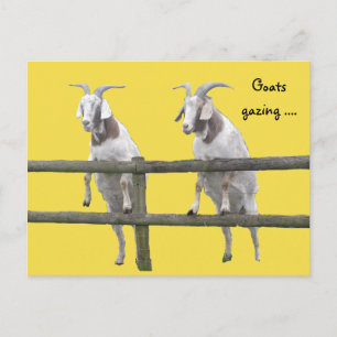 Twee geiten die over het hek staren briefkaart