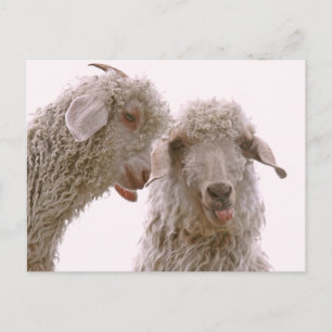 Twee Gekke geiten Briefkaart