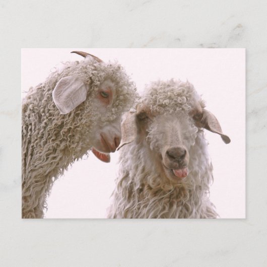Twee Gekke geiten Briefkaart (Voorkant)