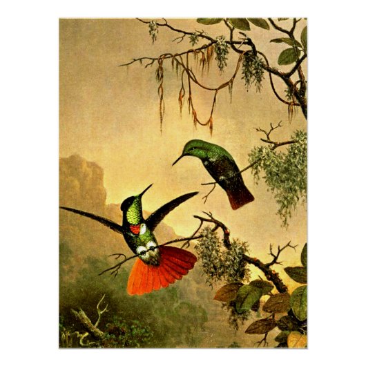 Twee Gekuifde Briljantkolibries, Perfect Poster (Voorkant)
