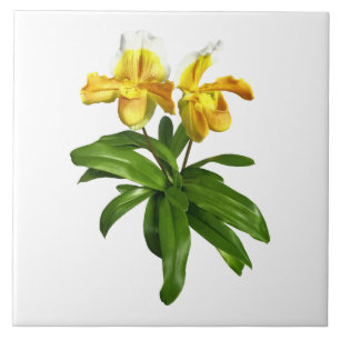 Twee Gele Dame Slipper Orchids Tegeltje