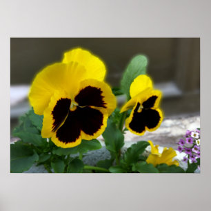 twee gele paniekjes poster