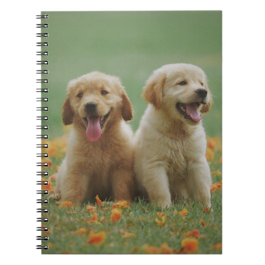 Twee gele Puppies voor labrador Retriever Notitieboek (Voorkant)