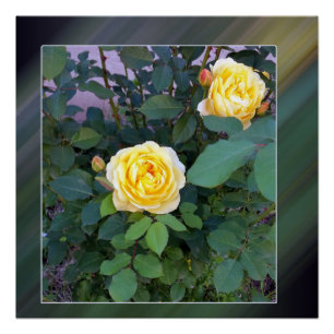 twee gele rozen poster