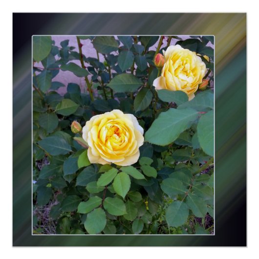 twee gele rozen poster (Voorkant)