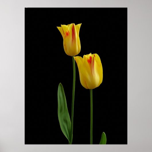Twee gele tulpen poster (Voorkant)