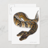 Twee geleide Koninklijke Python of de Python van Briefkaart (Voorkant / Achterkant)