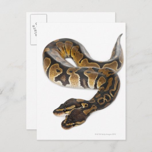 Twee geleide Koninklijke Python of de Python van Briefkaart (Voorkant / Achterkant)