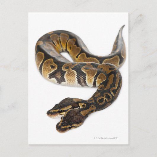 Twee geleide Koninklijke Python of de Python van Briefkaart (Voorkant)