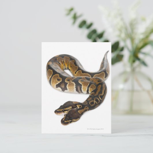 Twee geleide Koninklijke Python of de Python van Briefkaart (Staand voorkant)