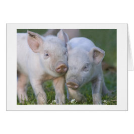 Twee gespecialiseerde witte biggen