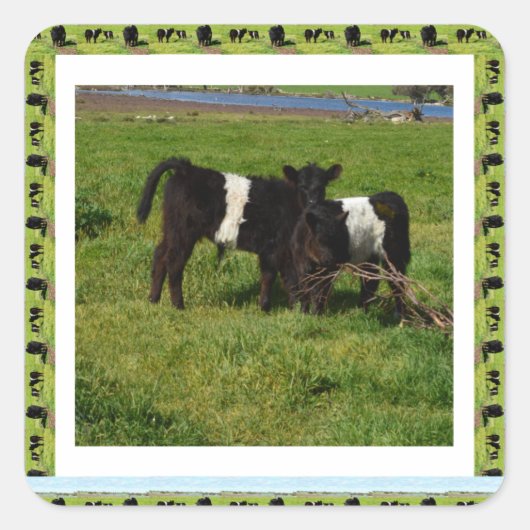 Twee getande Galloway Calves omwoeld, Vierkante Sticker (Voorkant)