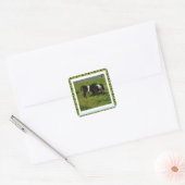 Twee getande Galloway Calves omwoeld, Vierkante Sticker (Envelop)