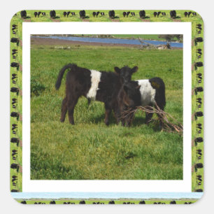 Twee getande Galloway Calves omwoeld, Vierkante Sticker