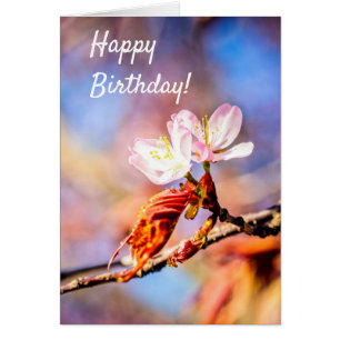 Twee geweldige Sakura Flowers. Roze, blauwe achter