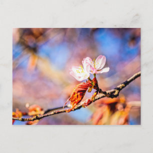 Twee geweldige Sakura Flowers. Roze, blauwe achter Briefkaart