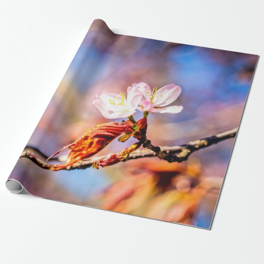 Twee geweldige Sakura Flowers. Roze, blauwe achter Cadeaupapier (Uitgerold)