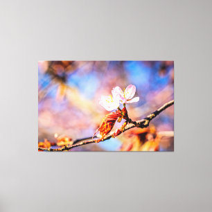 Twee geweldige Sakura Flowers. Roze, blauwe achter Canvas Afdruk