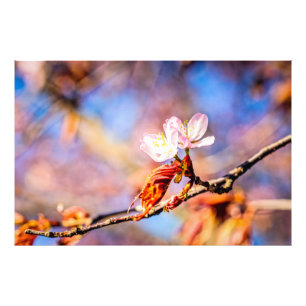 Twee geweldige Sakura Flowers. Roze, blauwe achter Foto Afdruk