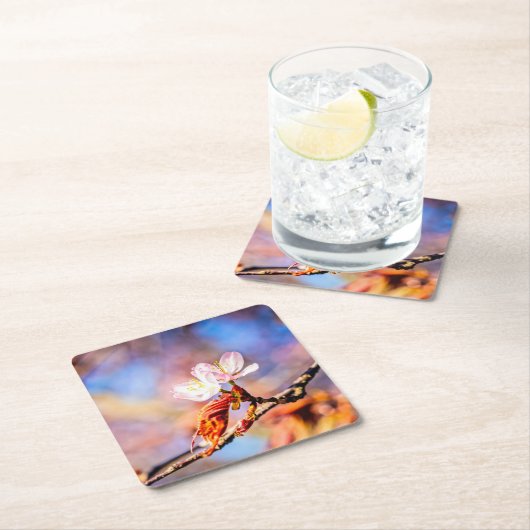 Twee geweldige Sakura Flowers. Roze, blauwe achter Kartonnen Onderzetters (Insitu)