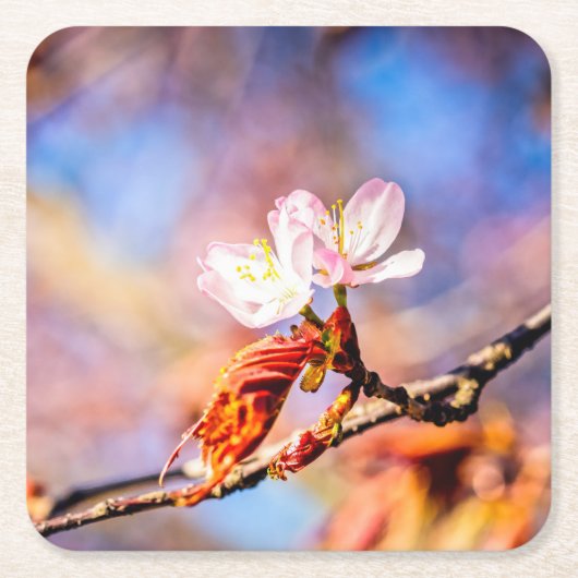 Twee geweldige Sakura Flowers. Roze, blauwe achter Kartonnen Onderzetters (Voorkant)