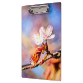 Twee geweldige Sakura Flowers. Roze, blauwe achter Klembord (Links)