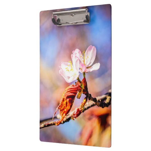 Twee geweldige Sakura Flowers. Roze, blauwe achter Klembord (Links)