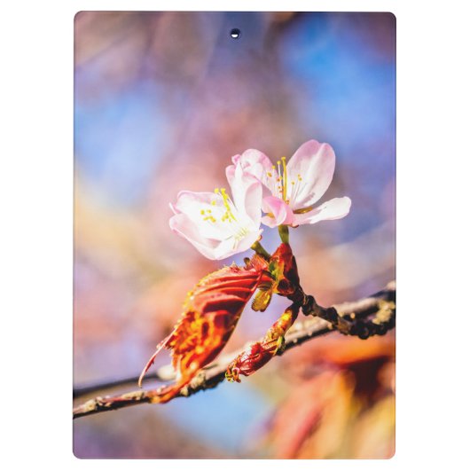 Twee geweldige Sakura Flowers. Roze, blauwe achter Klembord (Achterkant)