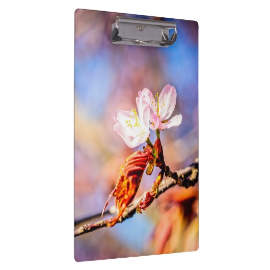 Twee geweldige Sakura Flowers. Roze, blauwe achter Klembord (Rechts)