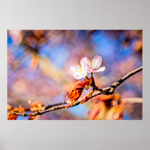 Twee geweldige Sakura Flowers. Roze, blauwe achter Poster
