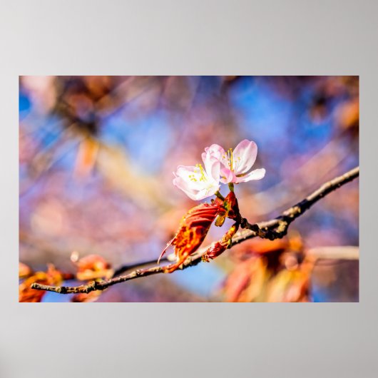 Twee geweldige Sakura Flowers. Roze, blauwe achter Poster (Voorkant)