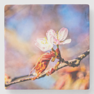 Twee geweldige Sakura Flowers. Roze, blauwe achter Stenen Onderzetter