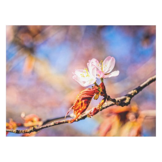 Twee geweldige Sakura Flowers. Roze, blauwe achter Tafelkleed (Voorkant (Horizontaal))