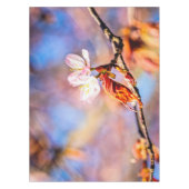 Twee geweldige Sakura Flowers. Roze, blauwe achter Tafelkleed (Voorkant)