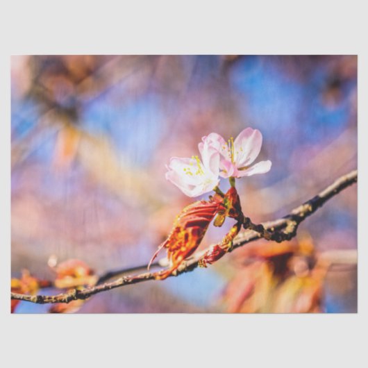 Twee geweldige Sakura Flowers. Roze, blauwe achter Tissuepapier (Voorkant)