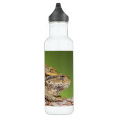 Twee gezamenlijke weggebruikers Bufo Bufo Waterfles (Rechts)