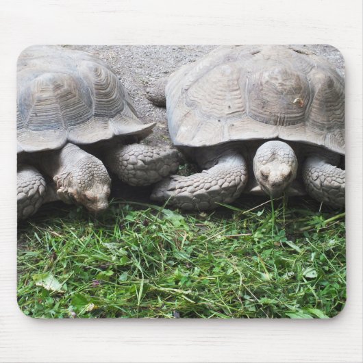 Twee gigantische schildpadden muismat (Voorkant)