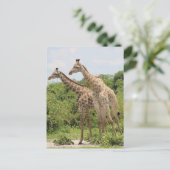 Twee giraffen briefkaart (Staand voorkant)
