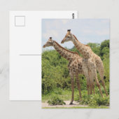 Twee giraffen briefkaart (Voorkant / Achterkant)