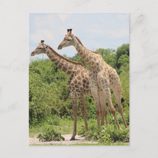 Twee giraffen briefkaart (Voorkant)