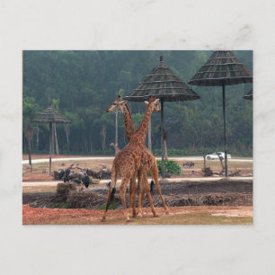 Twee giraffen die elkaar troosten in een dierentui briefkaart