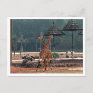 Twee giraffen die elkaar troosten in een dierentui briefkaart