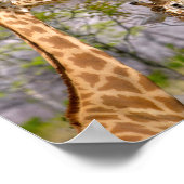 Twee giraffen die gras eten poster (Hoek)