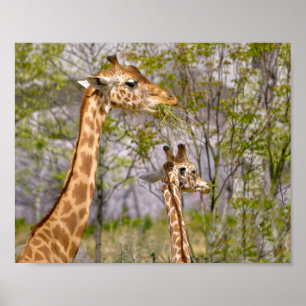 Twee giraffen die gras eten poster