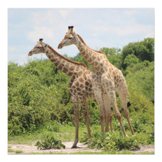 Twee giraffen foto afdruk