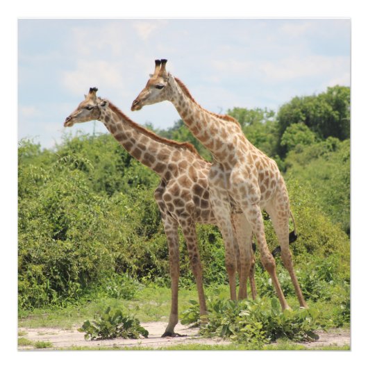 Twee giraffen foto afdruk (Voorkant)