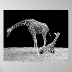Twee giraffen in zwart-wit poster